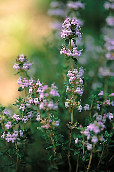 Timjan, Thymus vulgaris