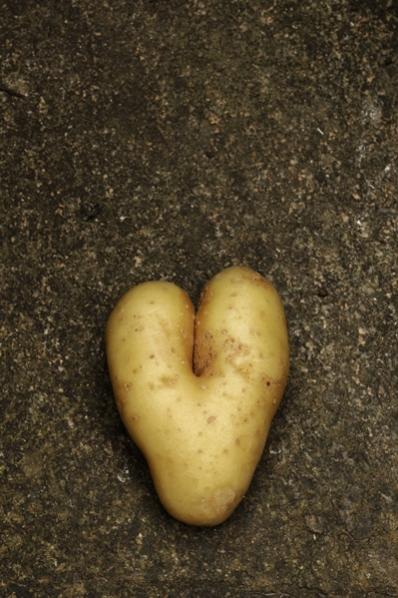 Potatis 'Potatishjärta`, Solanum tuberosum