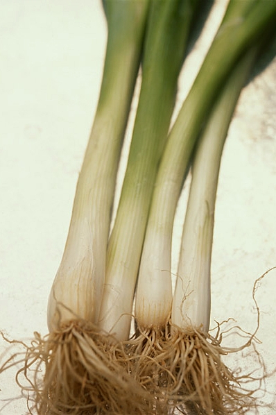 Purjolök, Allium porrum