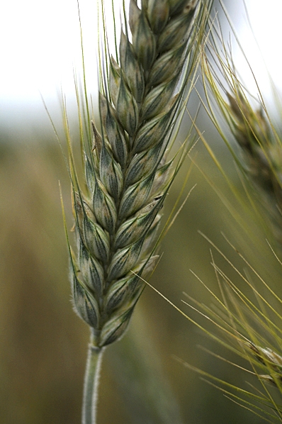 Rågvete, x Triticosecale, Triticale