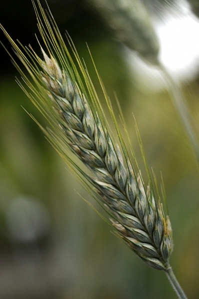 Rågvete, x Triticosecale, Triticale