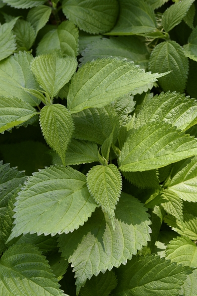 Rami, Boehmeria nivea, kinagräs