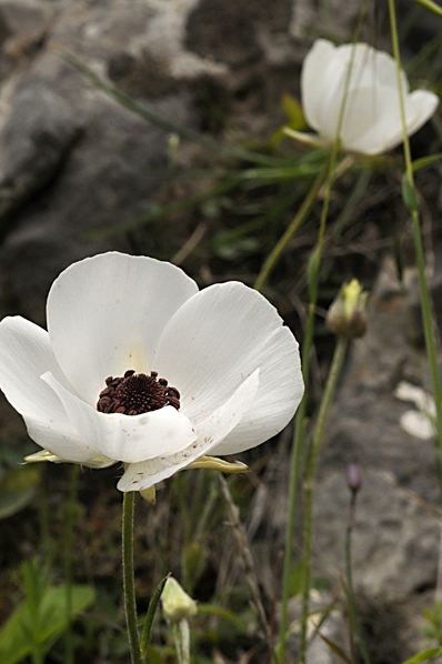 Ranunculus asiaticus, Turban buttercup, Bukettranunkel