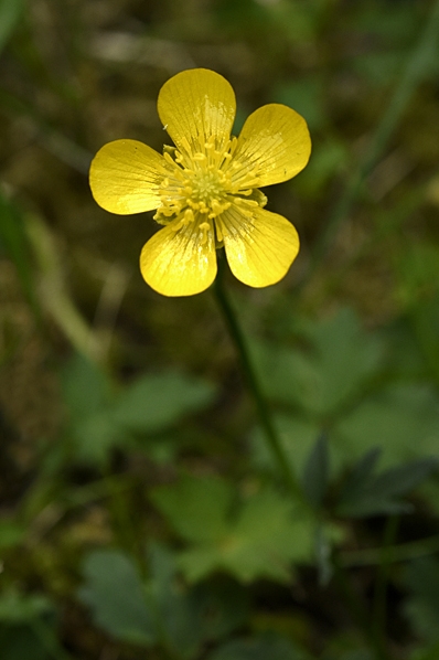 Revsmörblomma, Ranunculus repens