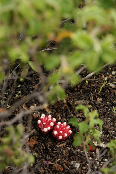 Cistrossnyltare, Cytinus hypocistis, Cytinus ruber