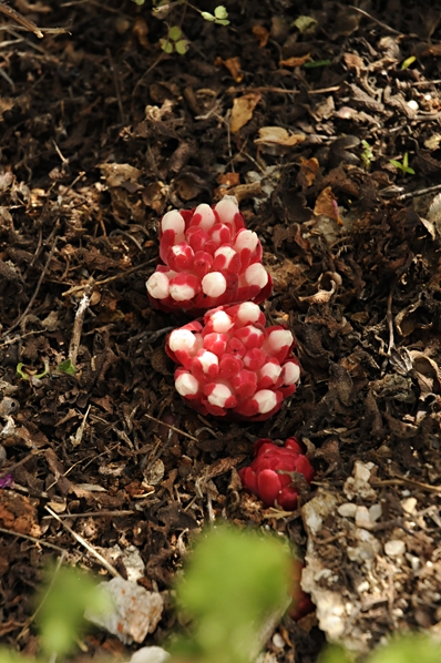 Cistrossnyltare, Cytinus hypocistis, Cytinus ruber