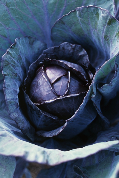 Rödkål, Brassica oleracea var. capitata f. rubra