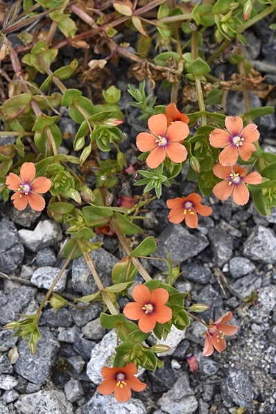 Rödmire, Lysimachia arvensis, Anagallis arvensis