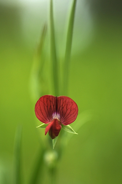 Rödvial, Lathyrus cicera