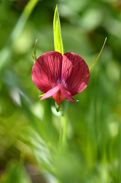 Rödvial, Lathyrus cicera