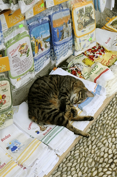 Lindos, Rhodos, Grekland, sovande katt