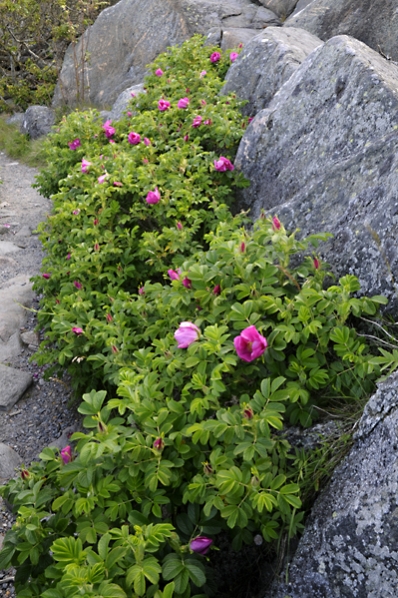 Vresros, Rosa rugosa