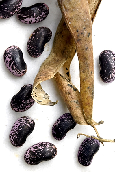 Rosenböna, Phaseolus coccineus