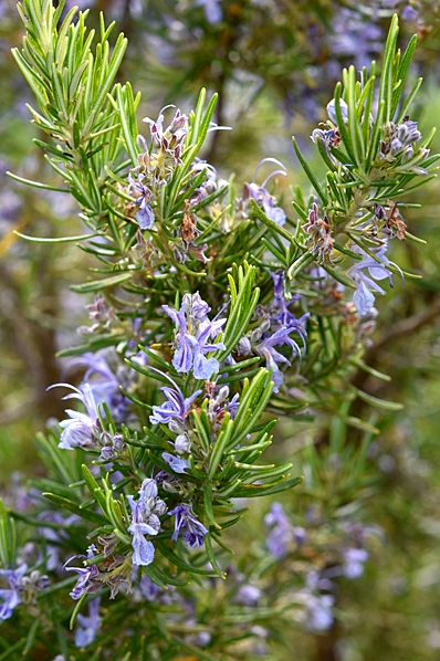 Rosmarin, Rosmarinus officinalis