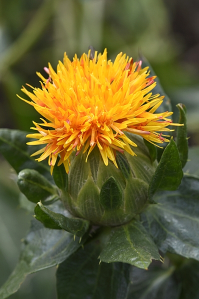 Safflor, Carthamus tinctorius