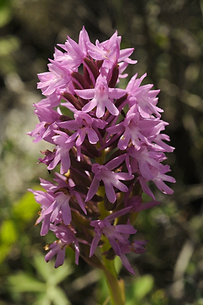 Salepsrot, Anacamptis pyramidalis
