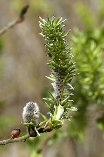 Gråvide, Salix cinerea