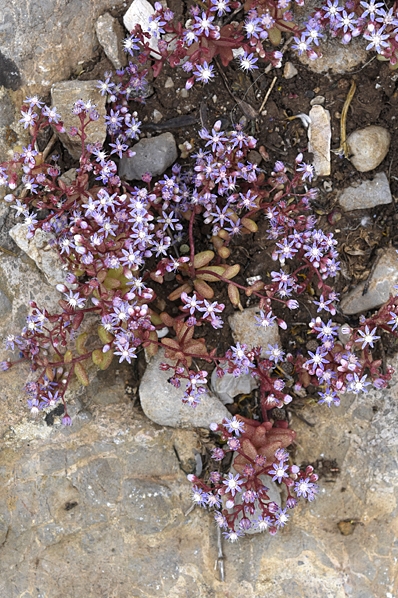 Blå fetknopp, Sedum caeruleum