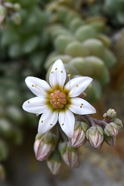 Sedum dasyphyllum