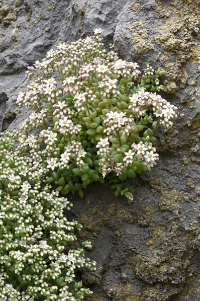 Sedum dasyphyllum