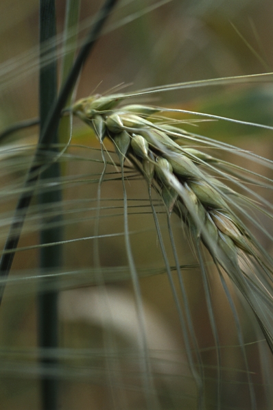Sexradigt korn, Hordeum vulgare var. vulgare