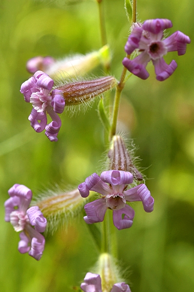 Luddglim, Silene bellidifolia