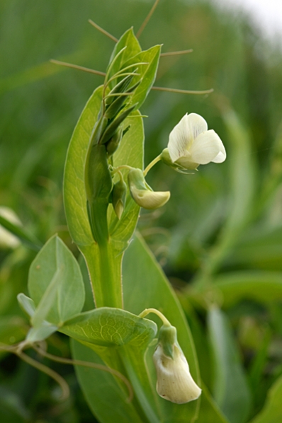 Skaftvila, Lathyrus ochrus