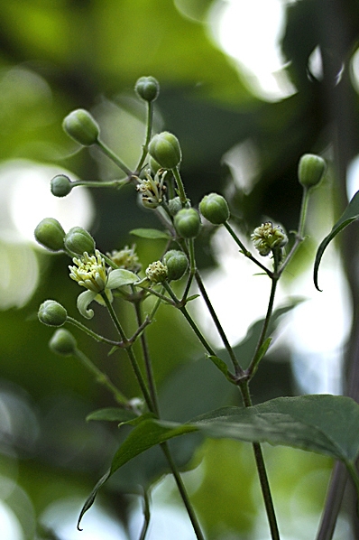 Skogsklematis, Clematis vitalba