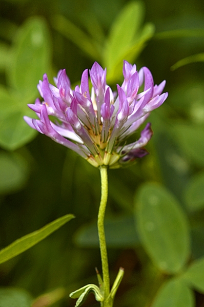 Skogsklöver, Trifolium medium