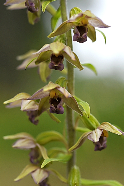 Skogsknipprot, Epipactis helleborine