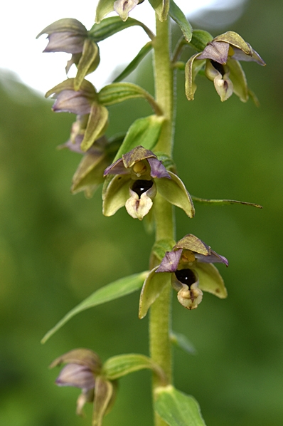 Skogsknipprot, Epipactis helleborine
