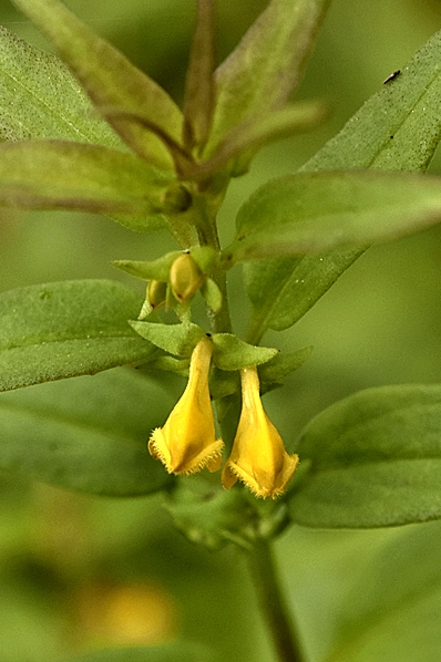 Skogskovall, Melampyrum sylvaticum