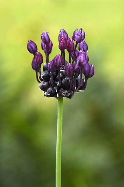 Skogslök, Allium scorodoprasum, kajplök, kajp