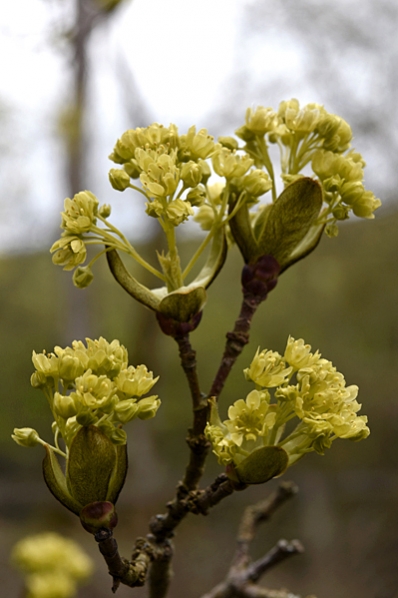Skogslönn, lönn, Acer platanoides