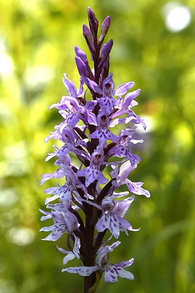Skogsnycklar, Dactylorhiza maculata ssp. fuchsii