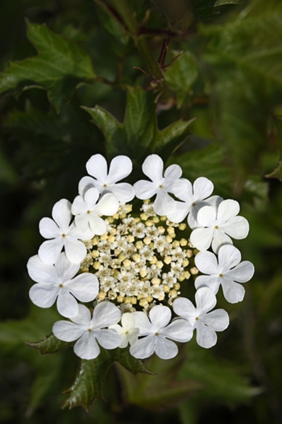 Skogsolvon, Viburnum opulus