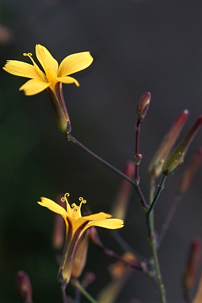 Skogssallat, Lactuca muralis, Mycelis muralis