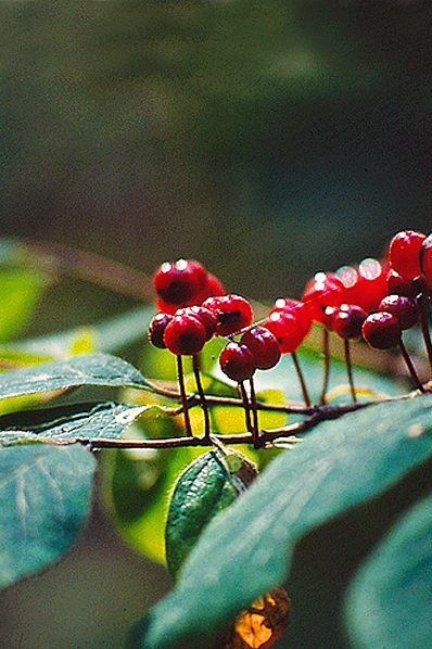 Skogstry, Lonicera xylosteum