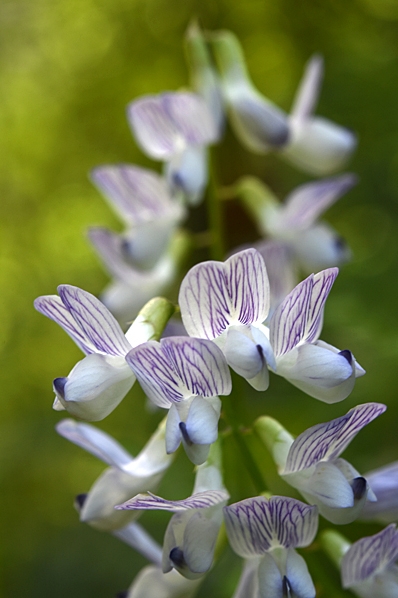 Skogsvicker, Vicia sylvatica, vicker