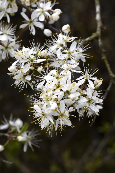 Slån, Prunus spinosa, slånbär