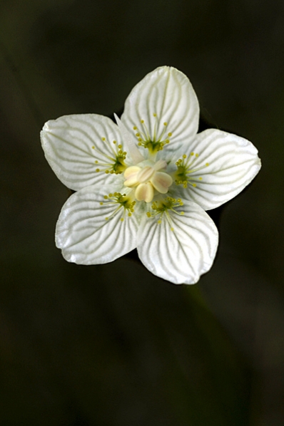 Slåtterblomma, Parnassia palustris