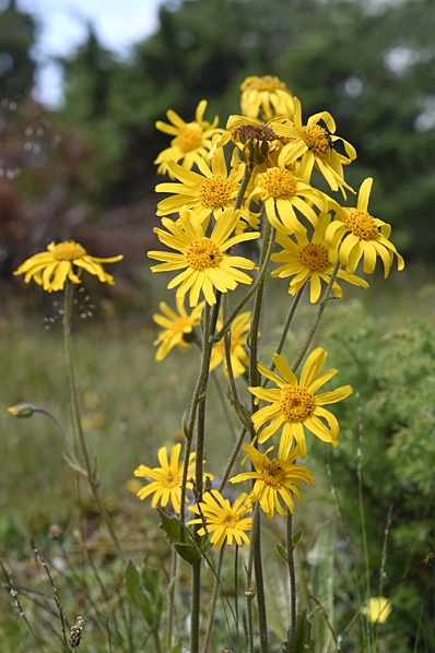 Slåttergubbe, Arnica montana