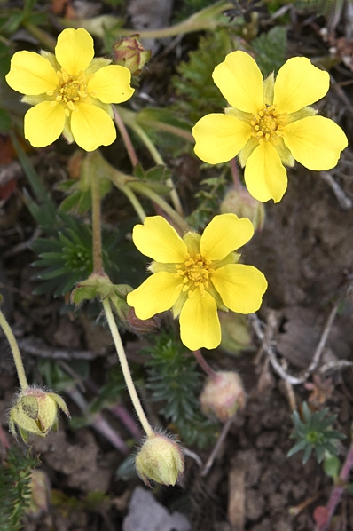 Småfingerört, Potentilla verna