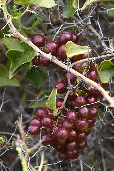 Taggranka, Smilax aspera