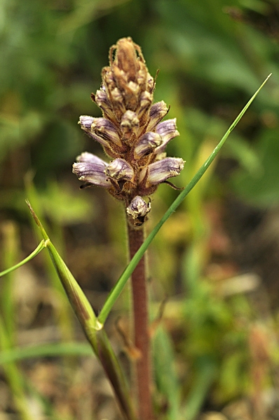 Snyltrot, Orobanche