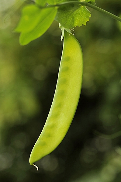 Sockerärt, Pisum sativum