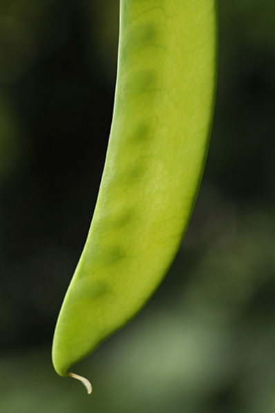 Sockerärt, Pisum sativum