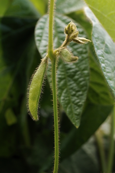 Sojaböna, Glycine max