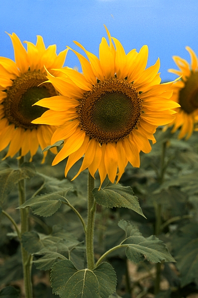 Solros, Helianthus annus, Solrosor