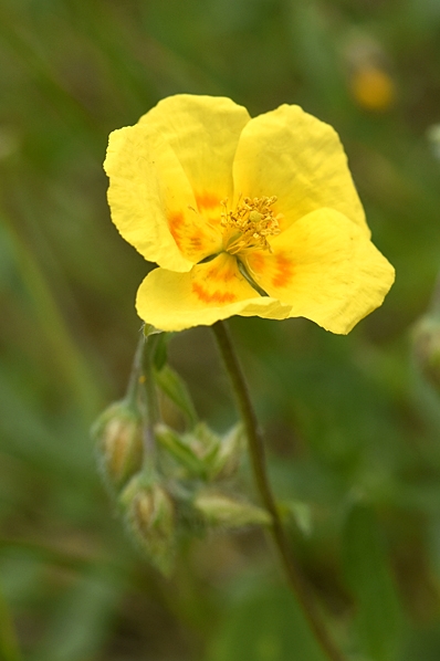 Solvända, Helianthemum nummularium